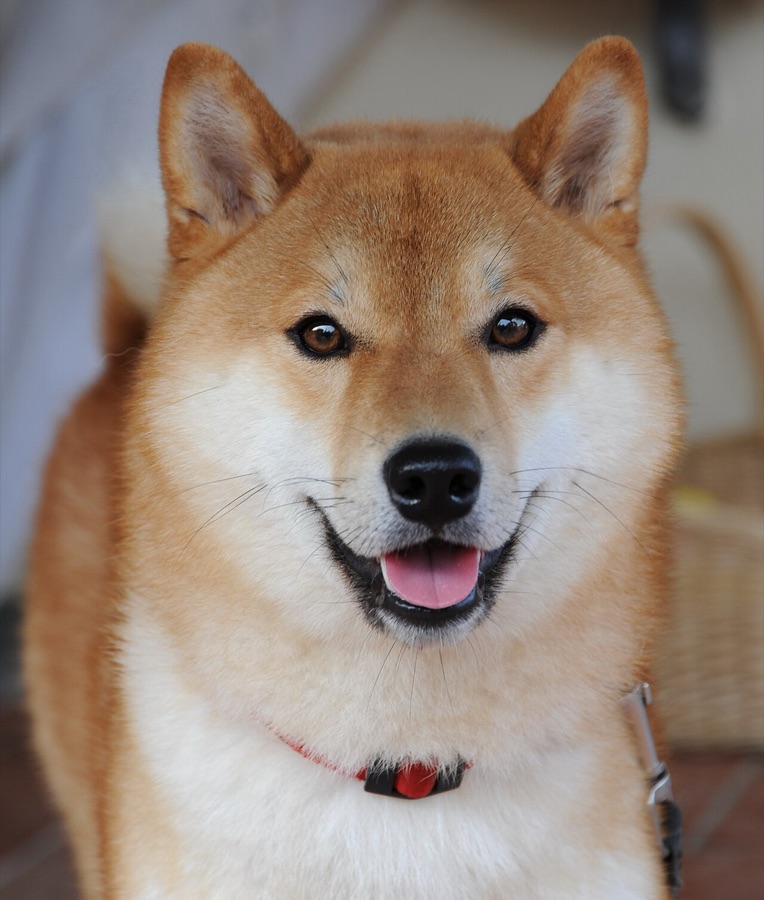 시바견